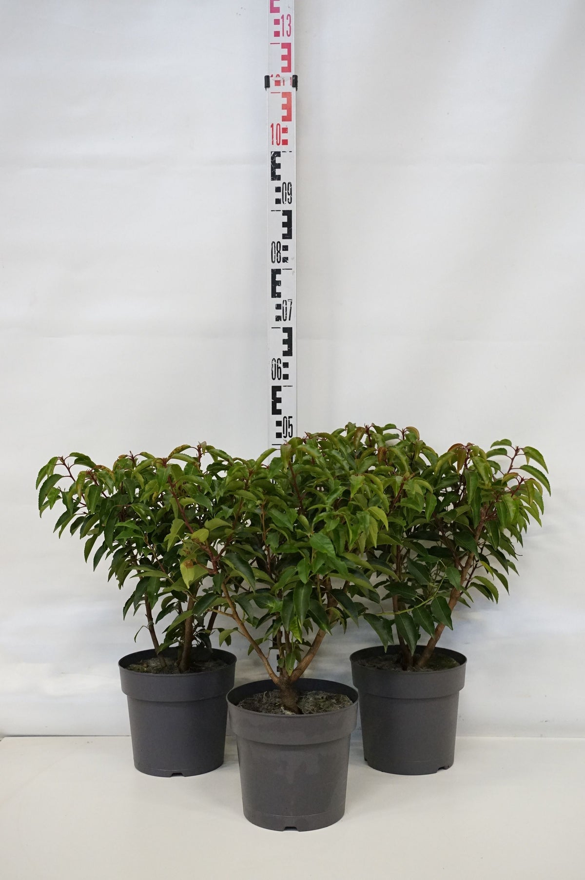 Prunus lusitanica &