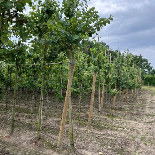 Amerikansk judasträd - Cercis canadensis  - Stammens omkrets 14-16 cm, höjd 3,5-4 meter,   HS, COCO