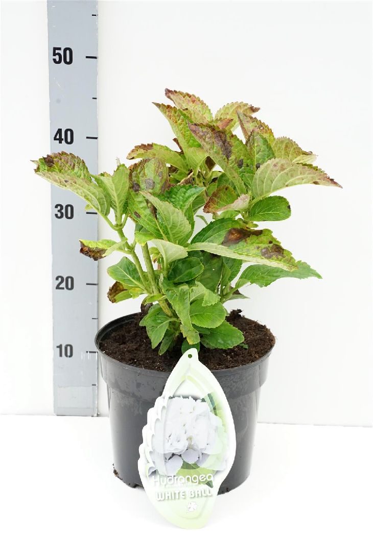 Hydrangea m. &