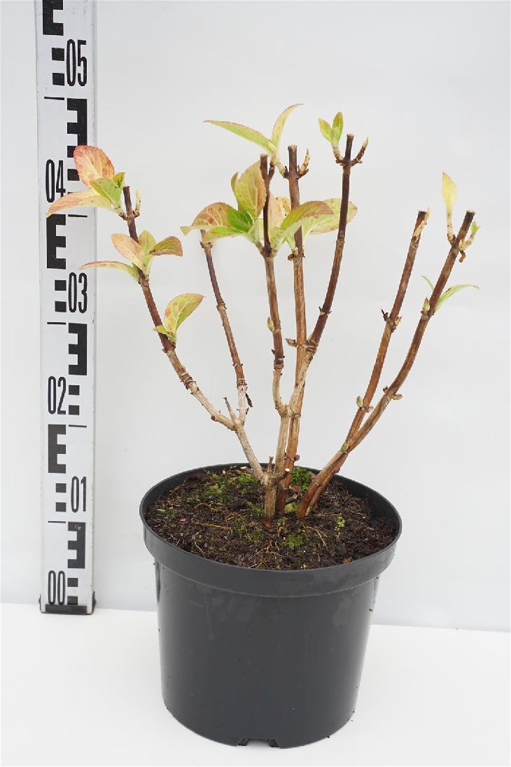 Hydrangea macrophylla &