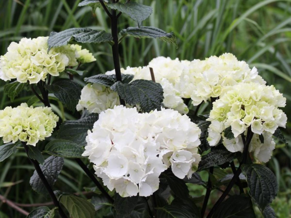 Hydrangea macrophylla &
