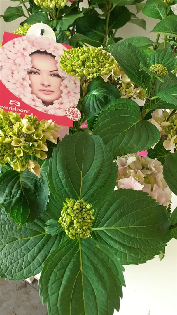 Hydrangea macrophylla &