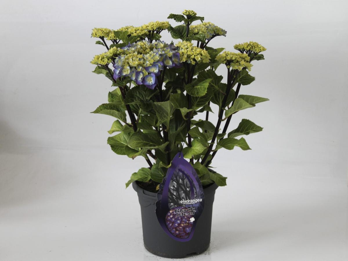 Hydrangea &