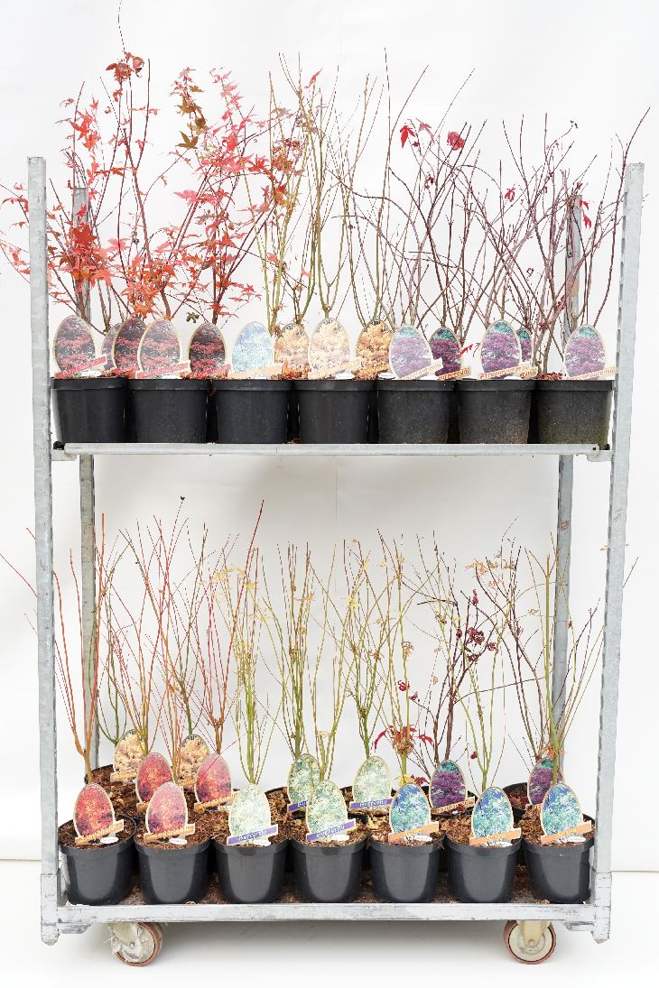 Acer palmatum in cultivars C3,5 (3,5 liters kruka) 40-50 cm