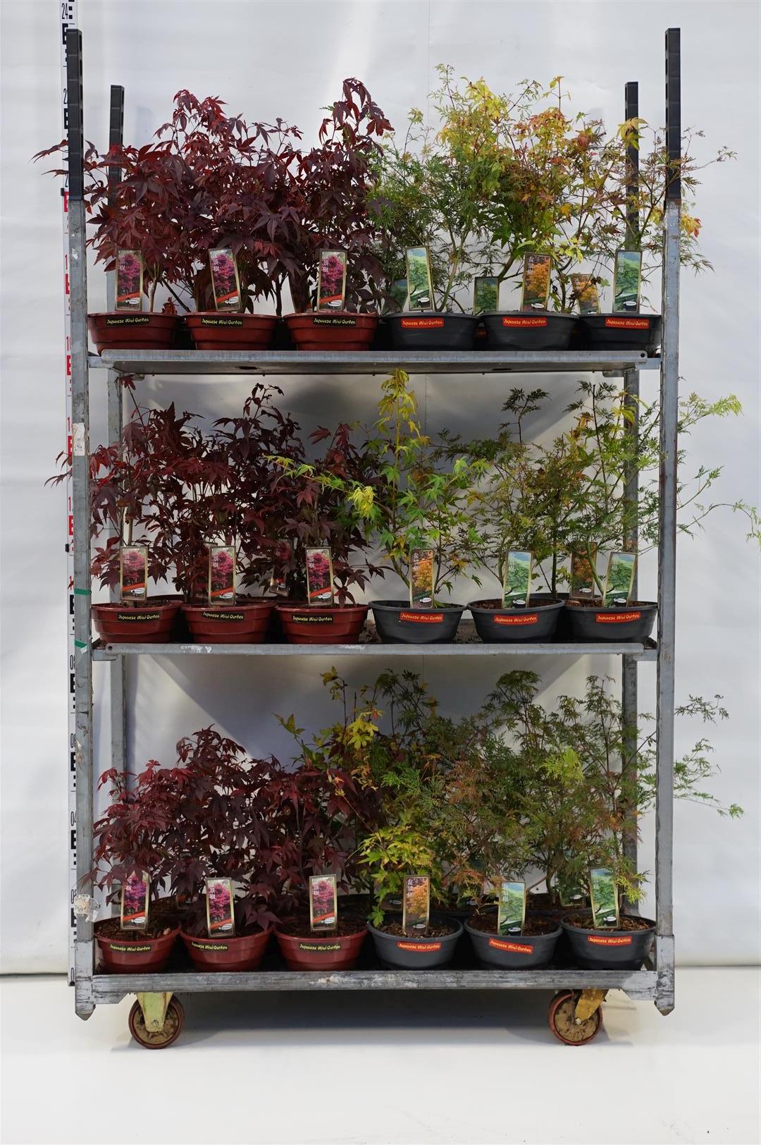 Acer palmatum i sorter C5 (5 liters kruka) / 23 cm dekorationskruka (Bonsai)