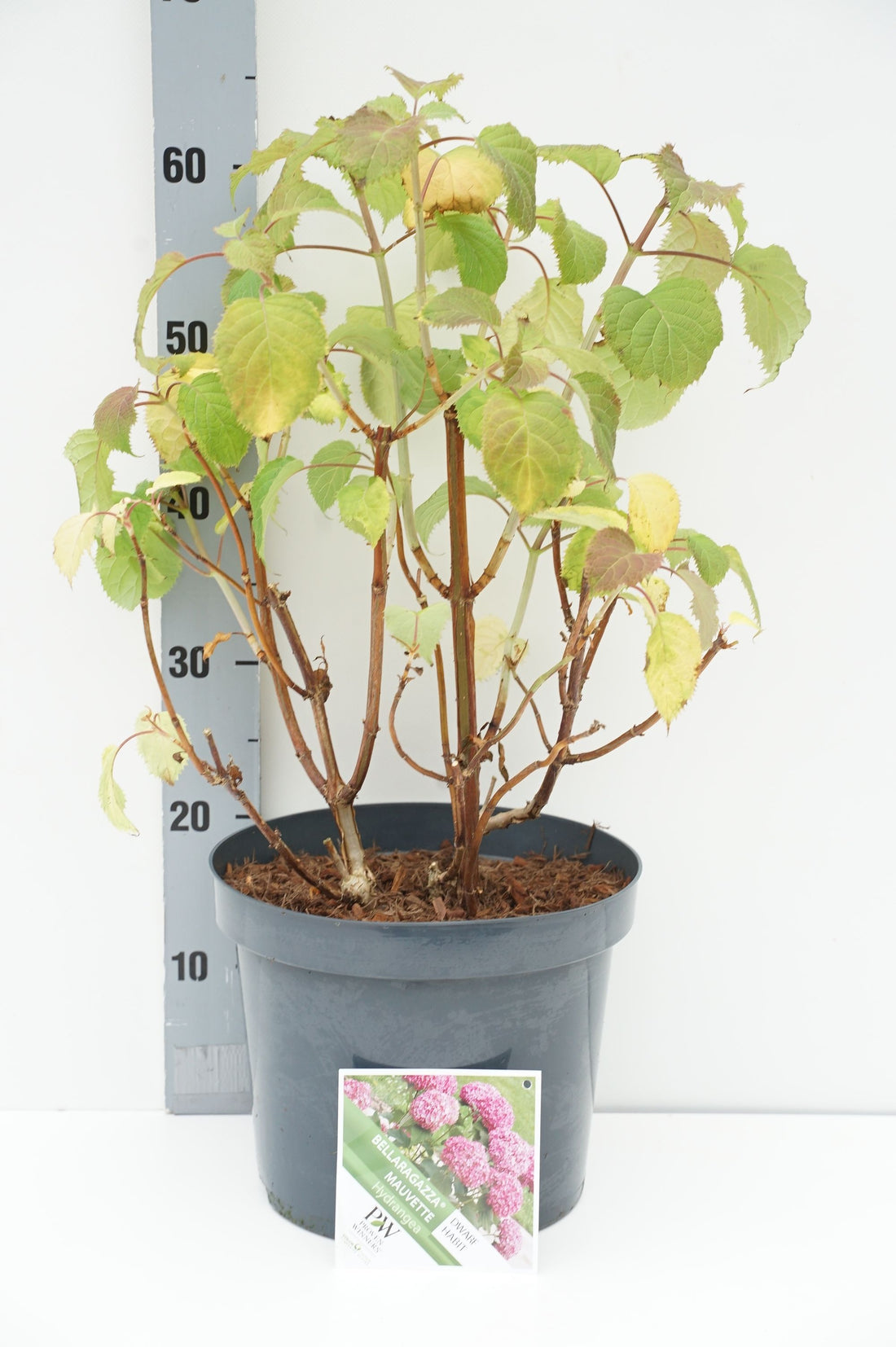 Hydrangea &