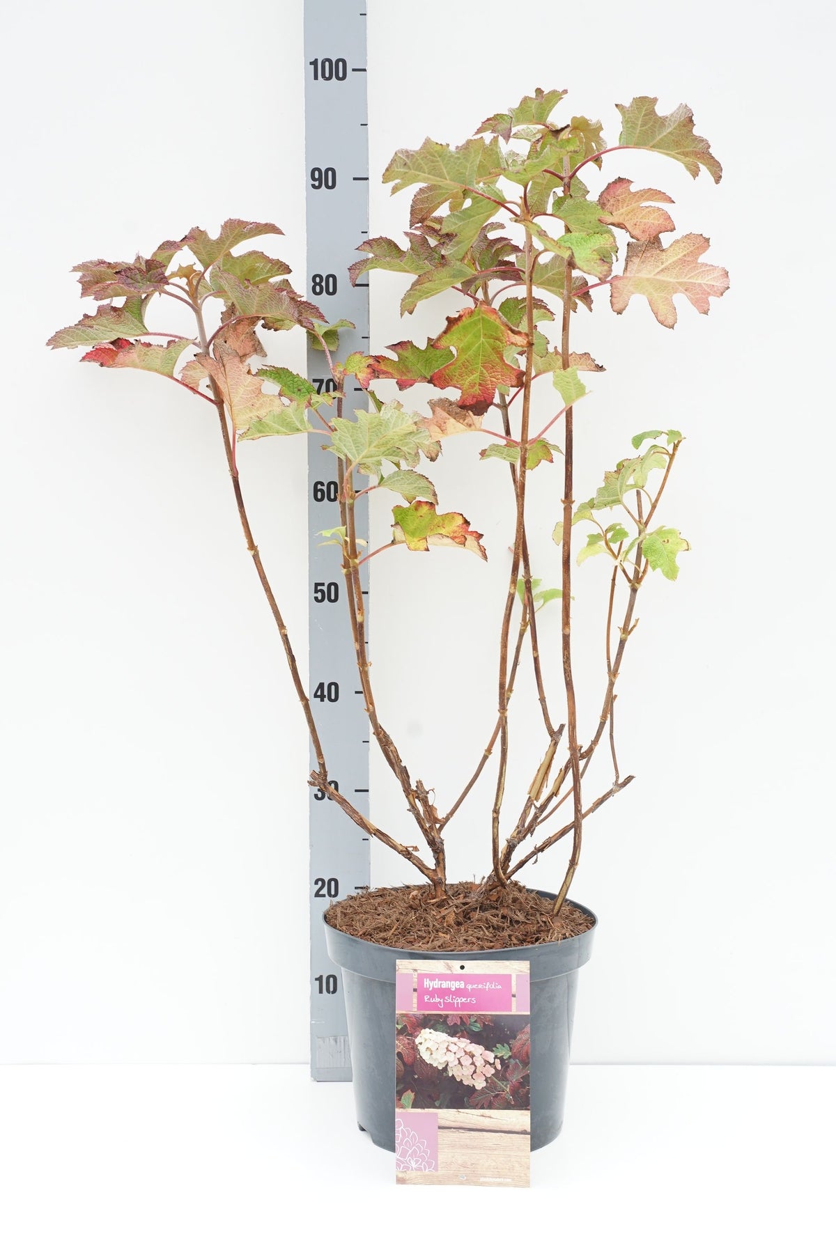 Hydrangea quercifolia &