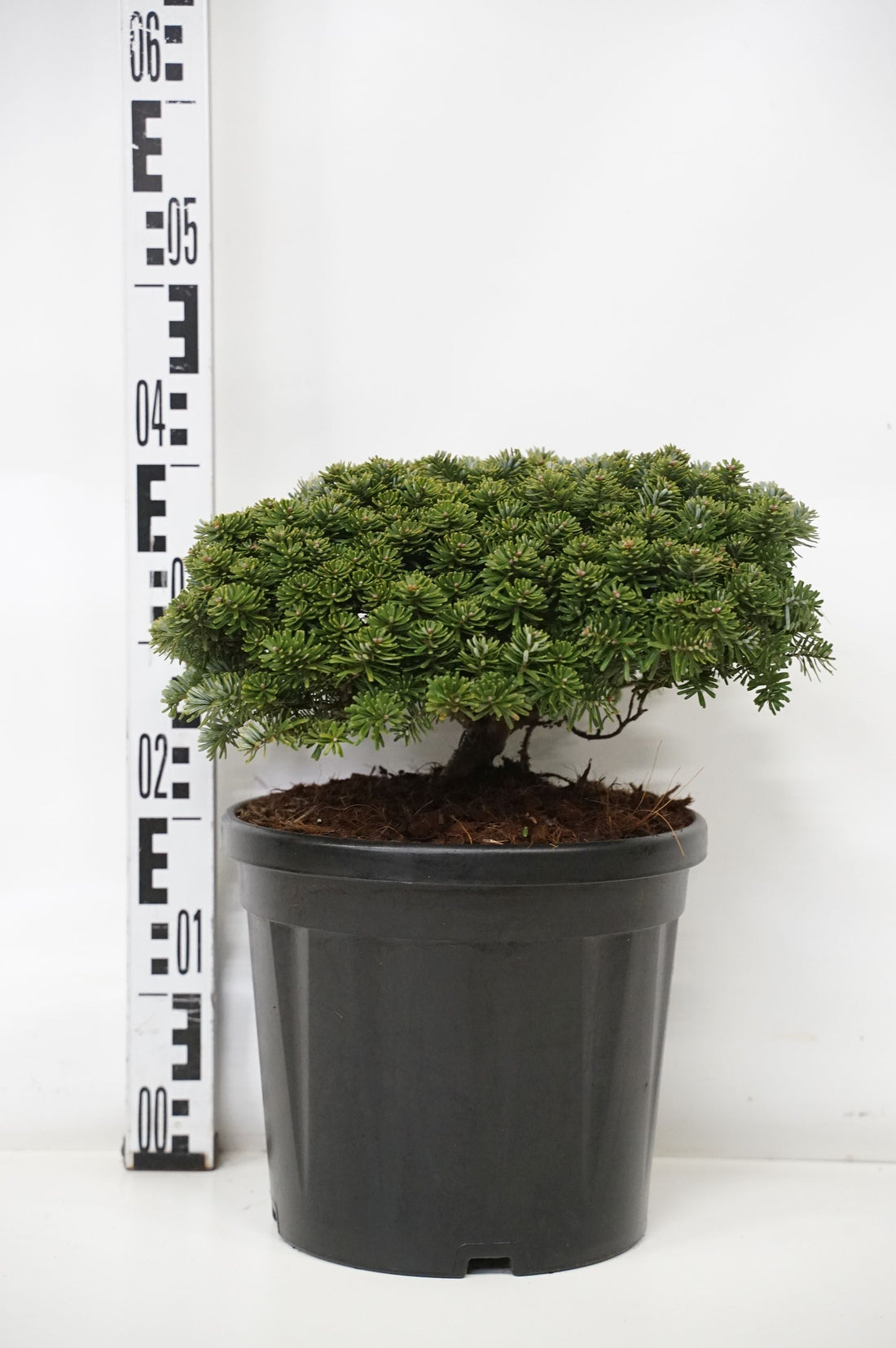 Abies koreana &