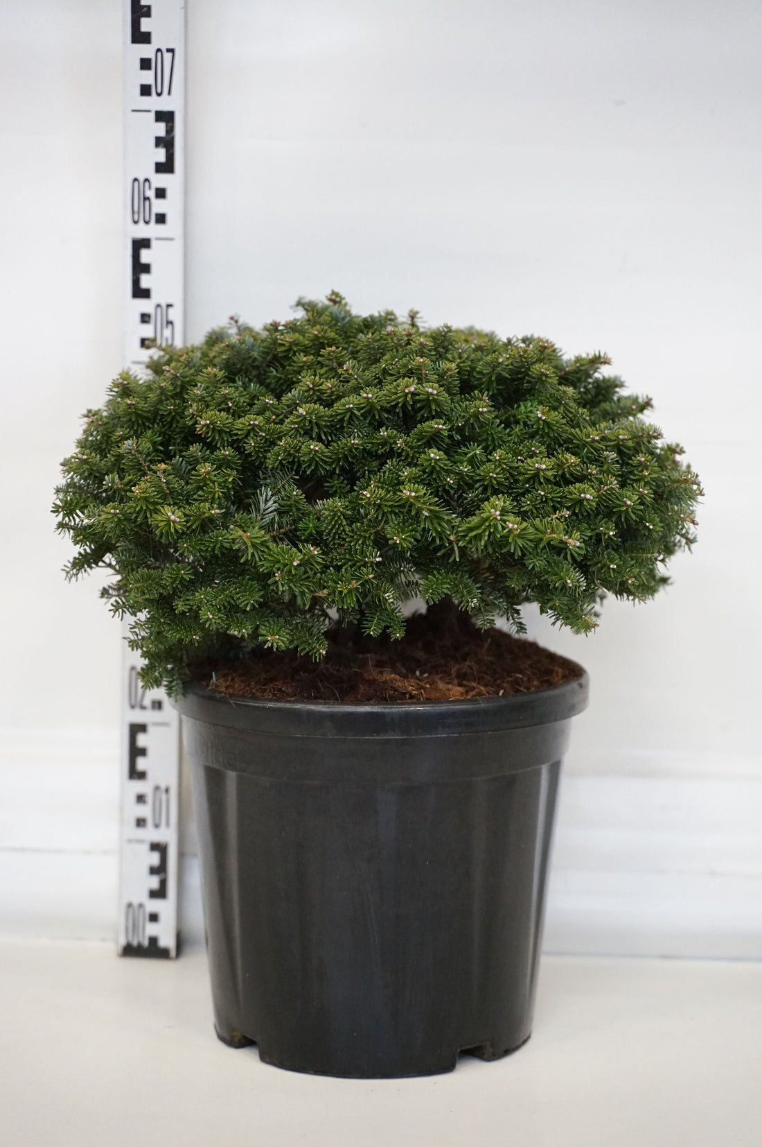 Abies koreana &