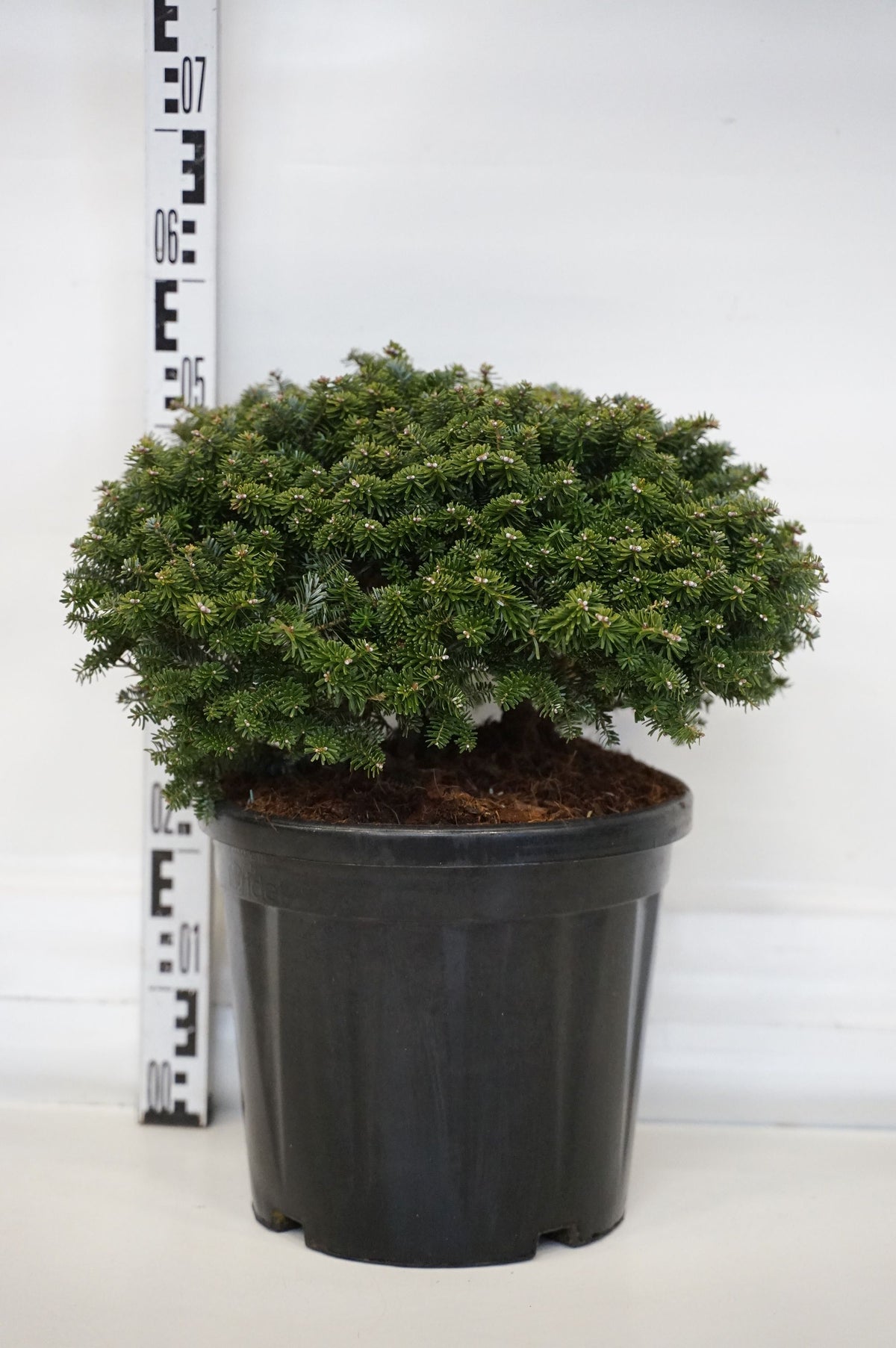 Abies koreana &