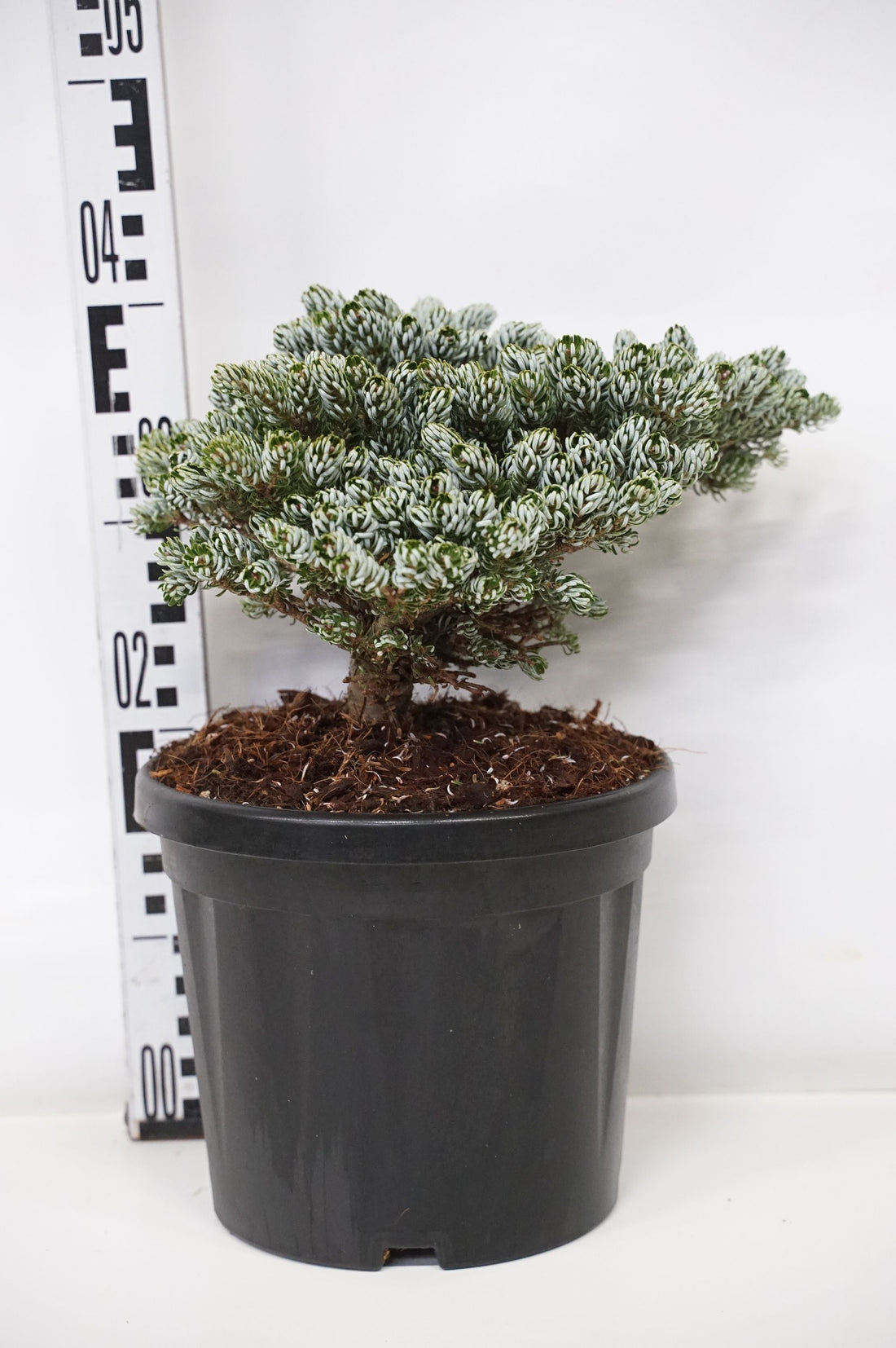 Abies koreana &