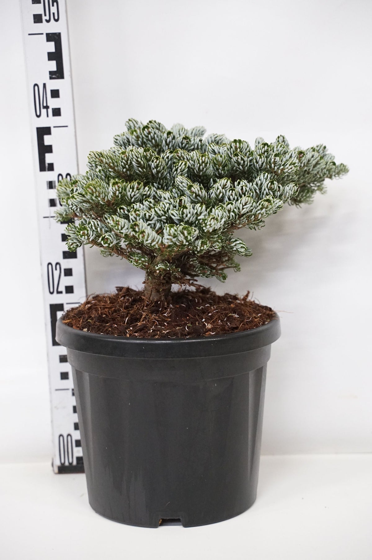 Abies koreana &