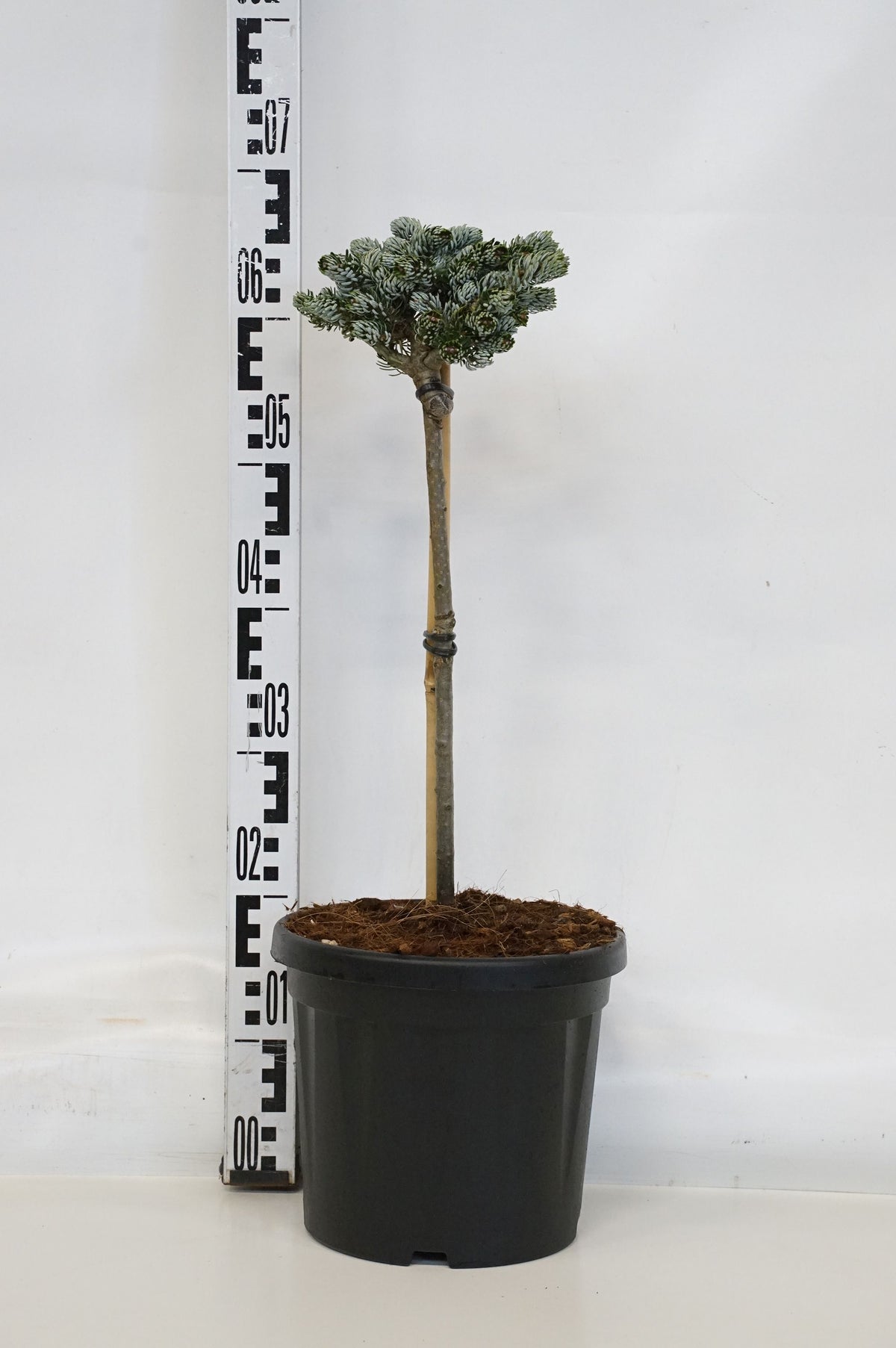 Abies koreana &