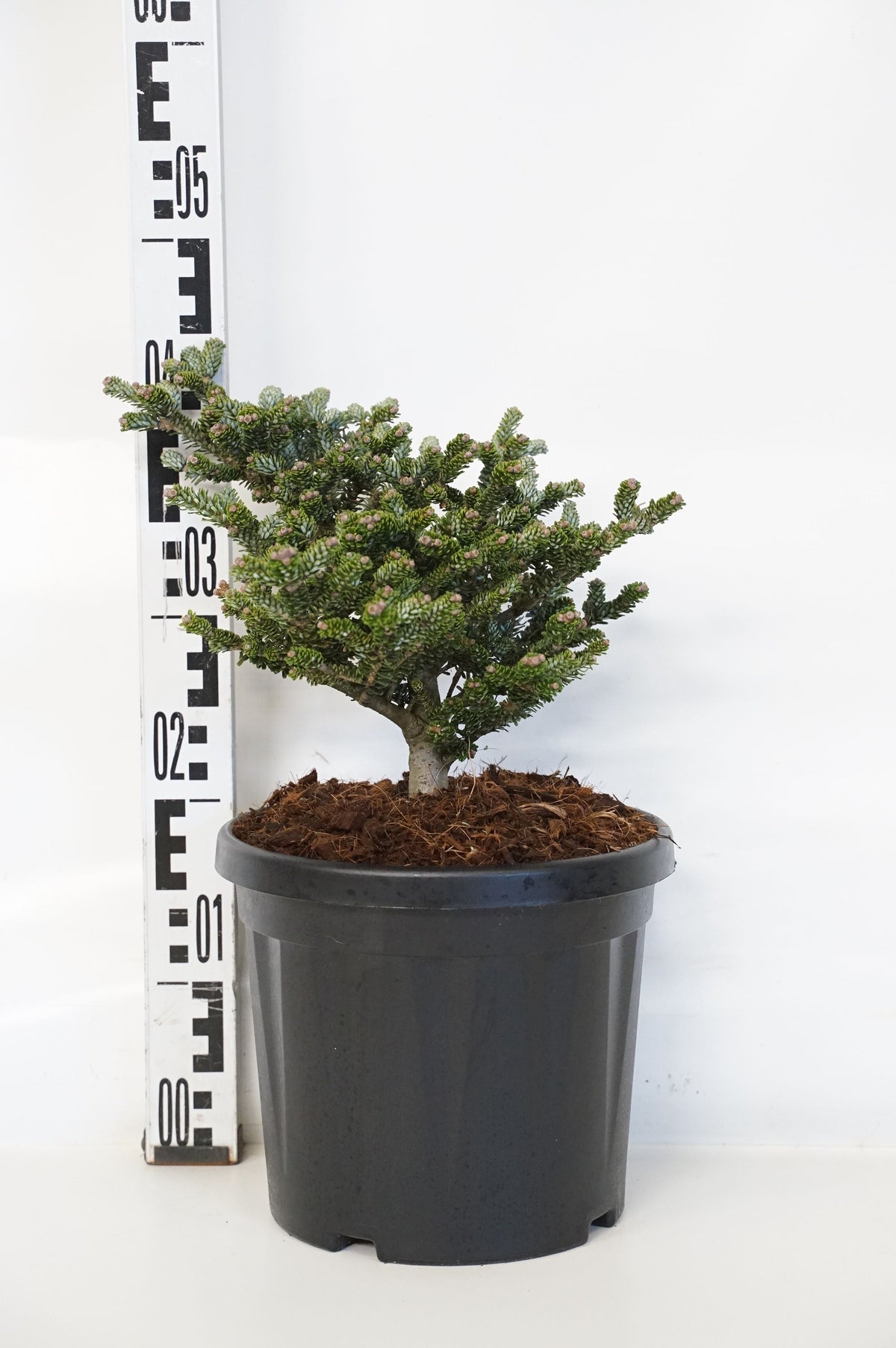 Abies koreana &