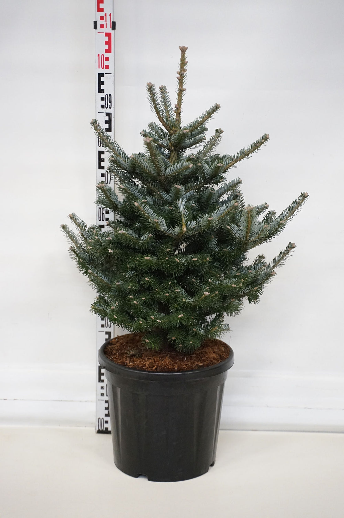 Abies koreana &