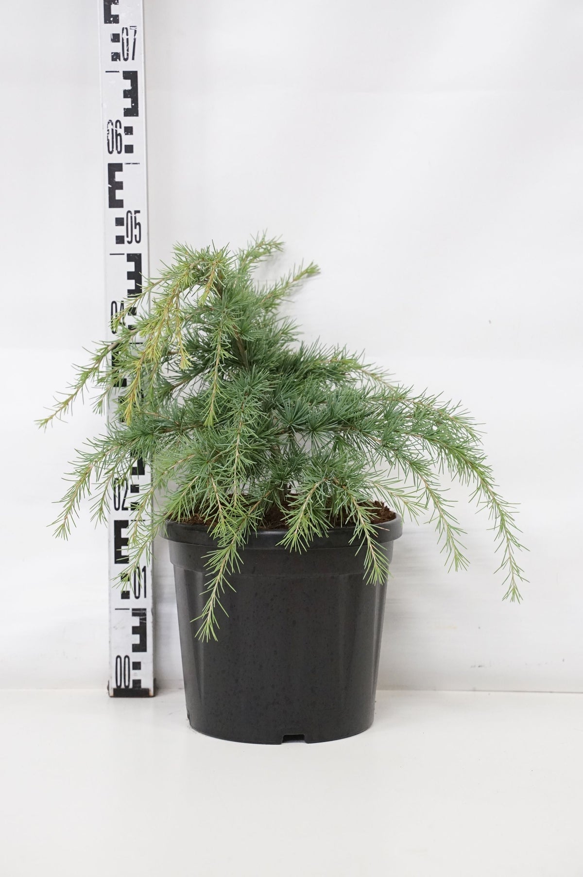 Cedrus deodara &