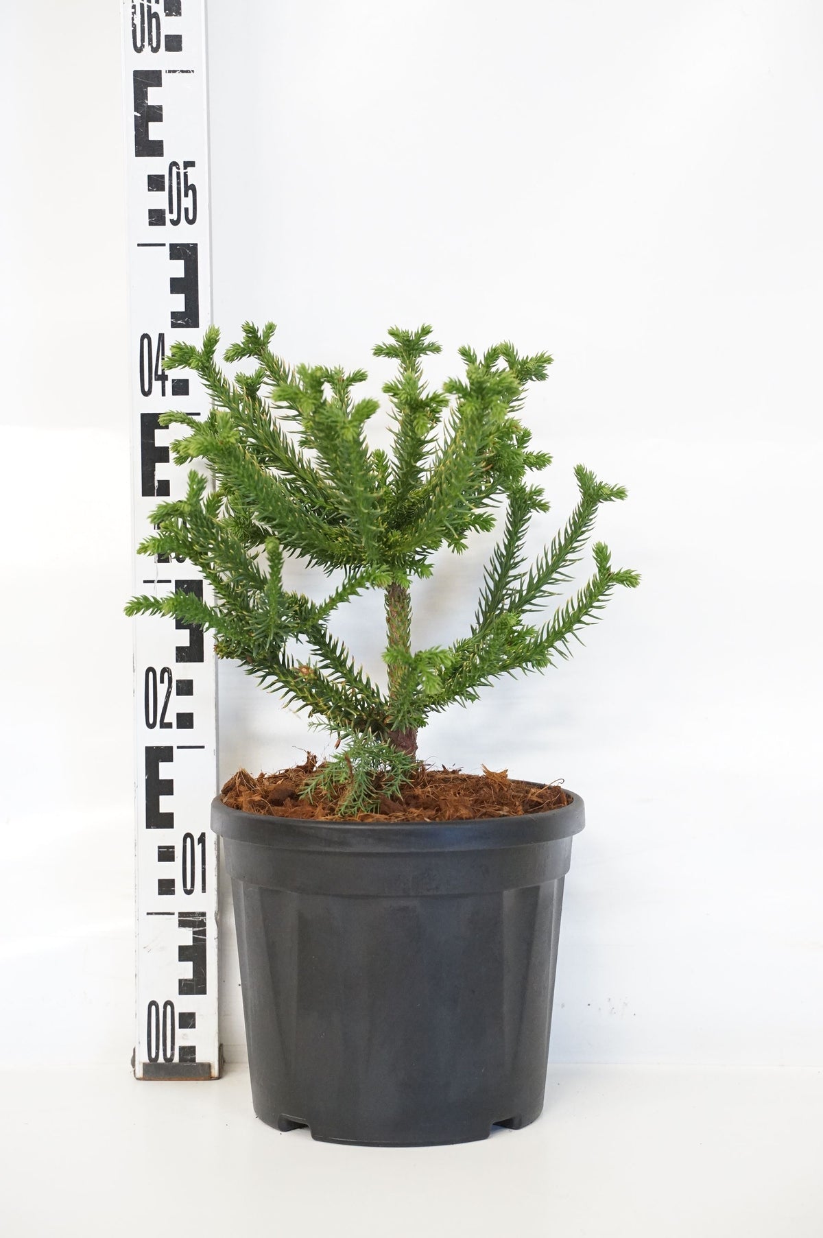 Cryptomeria japonica &