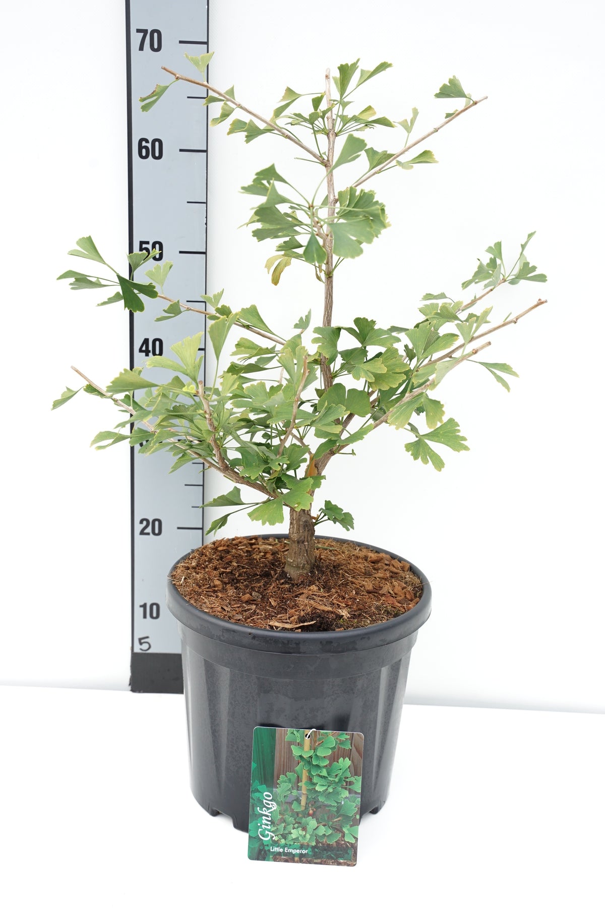 Ginkgo biloba &