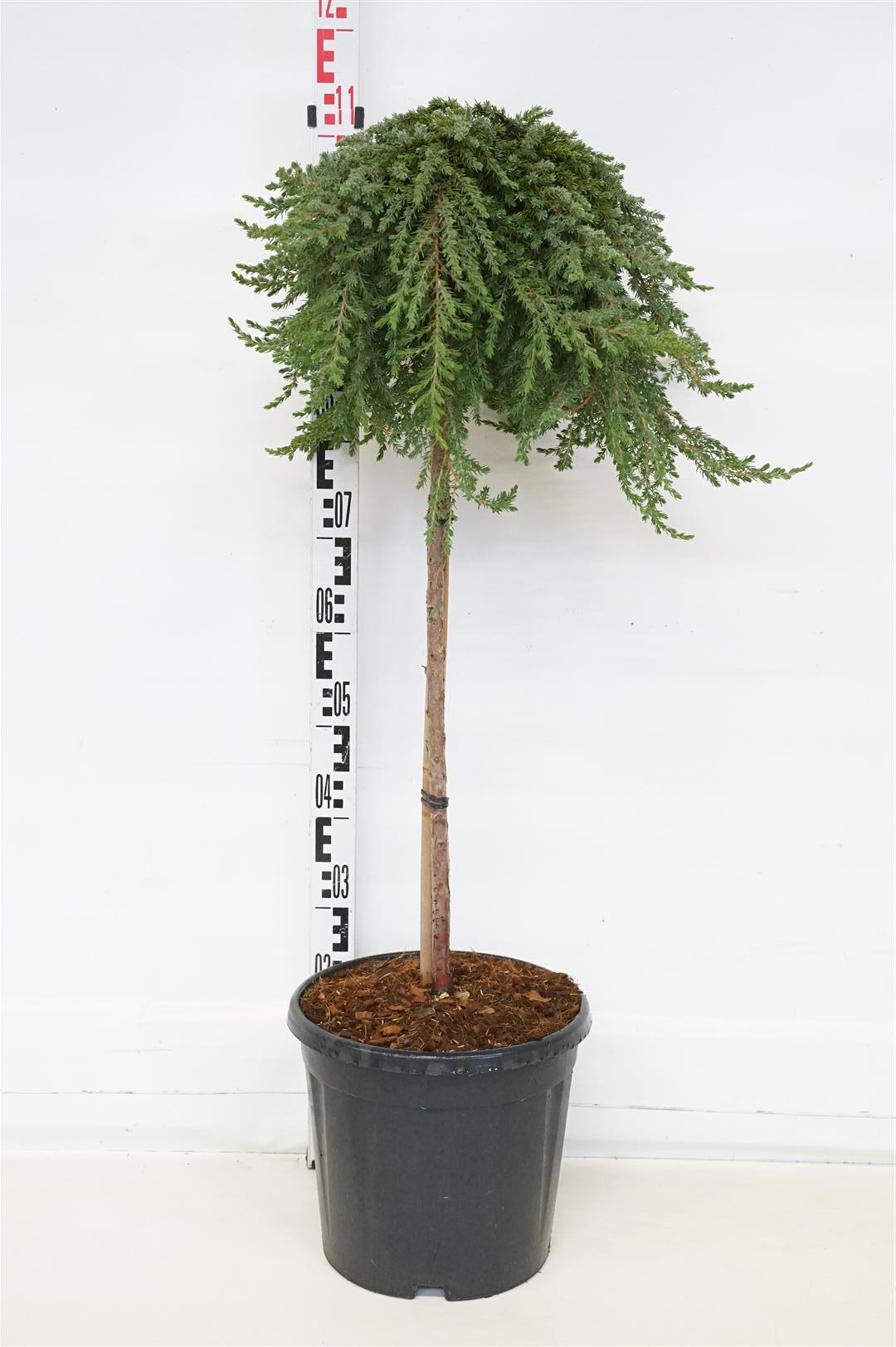 Juniperus communis &