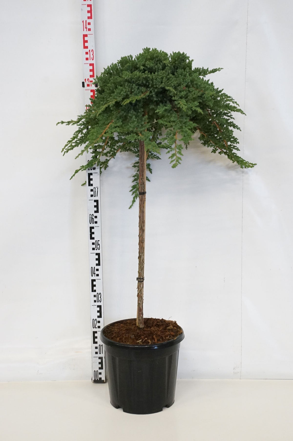 Juniperus proc. &