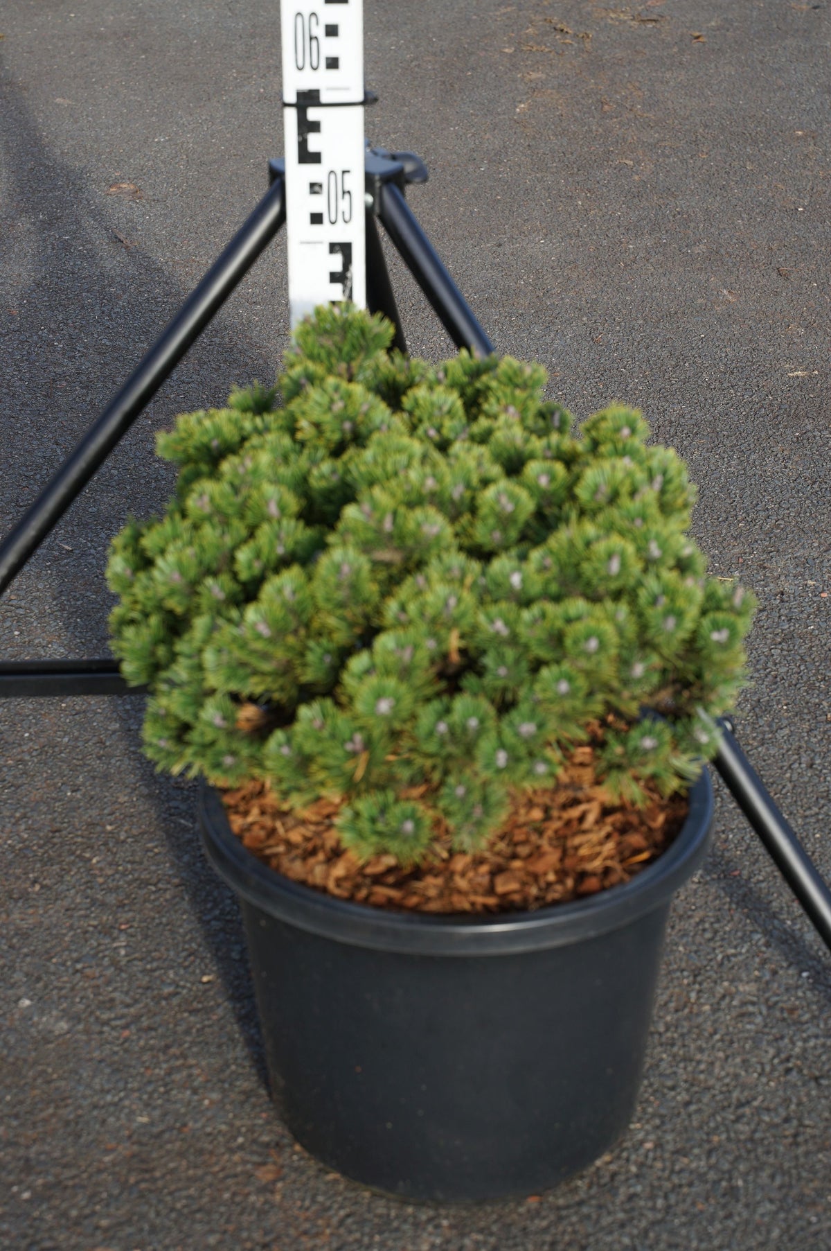 Pinus mugo &
