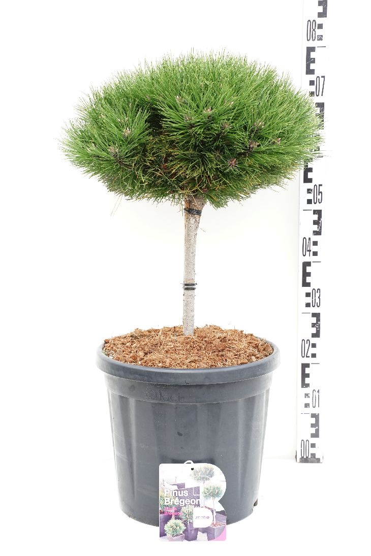Pinus &