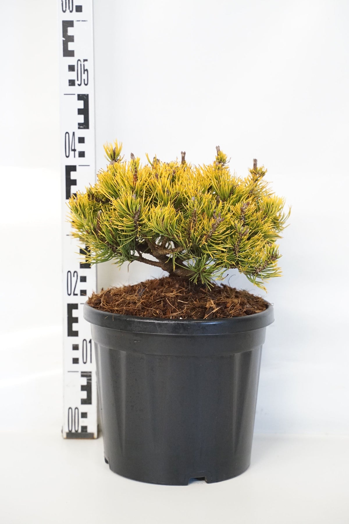 Pinus mugo &