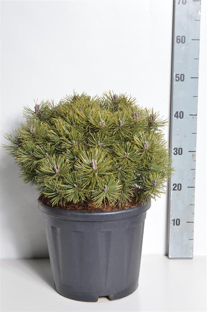 Pinus mugo &