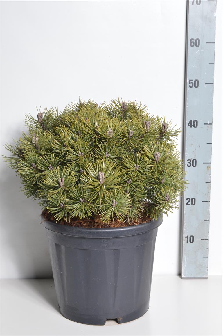 Pinus mugo &
