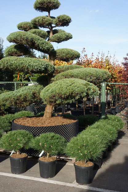 Pinus nigra &