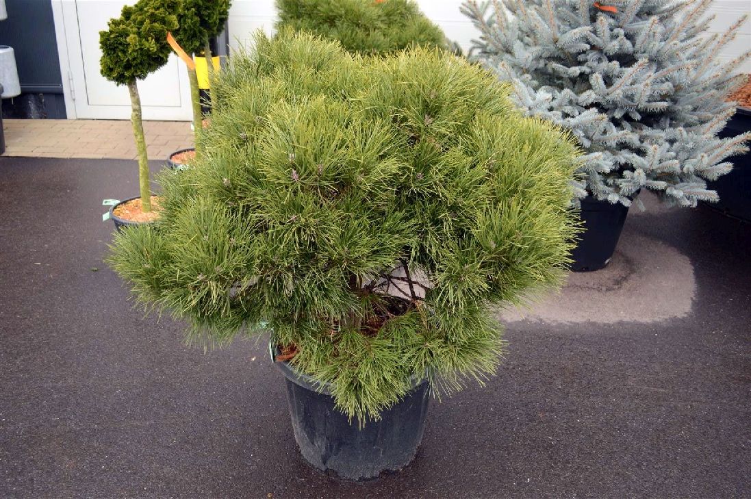 Pinus nigra &