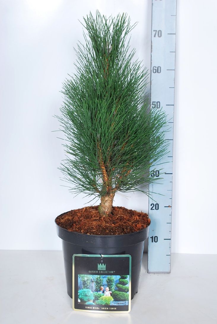 Pinus nigra &