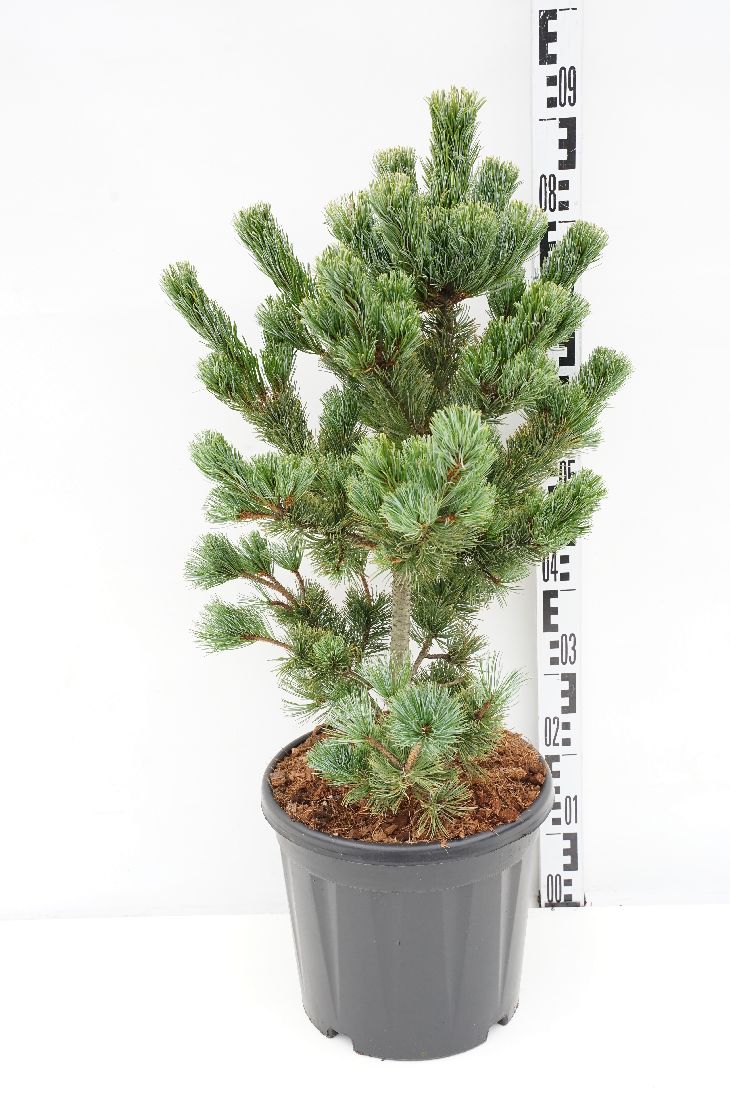 Pinus parviflora &