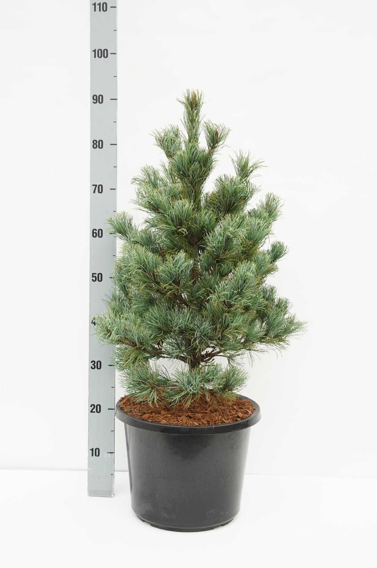 Pinus parviflora &