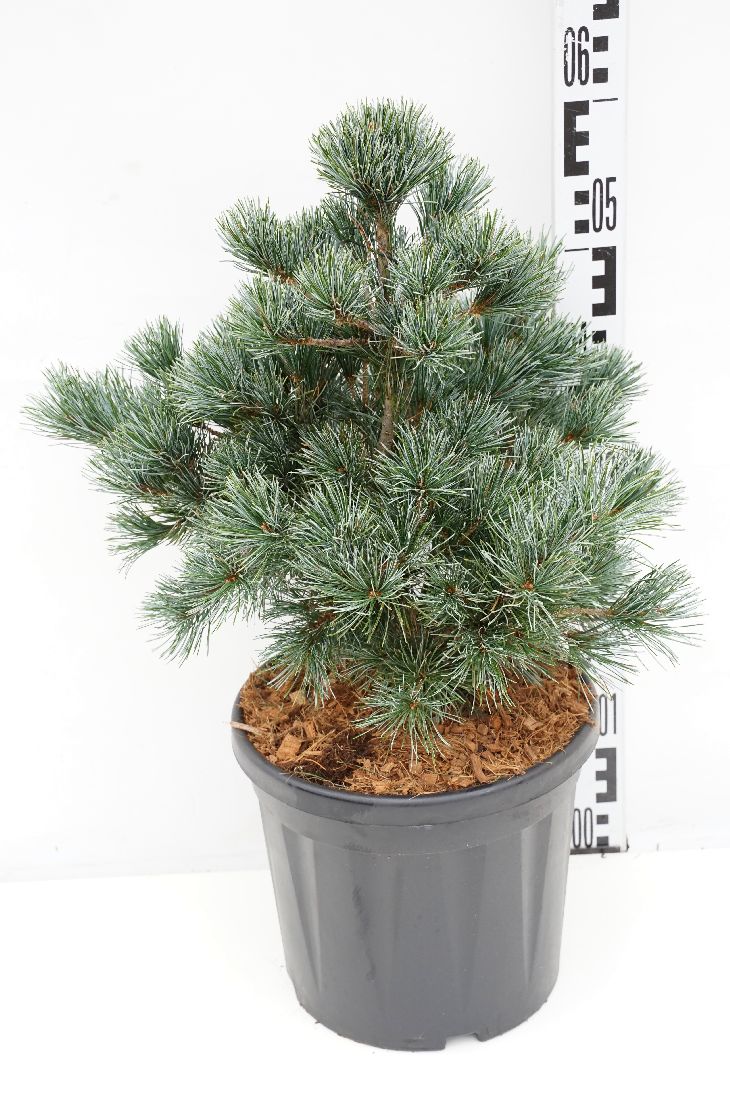 Pinus parviflora &