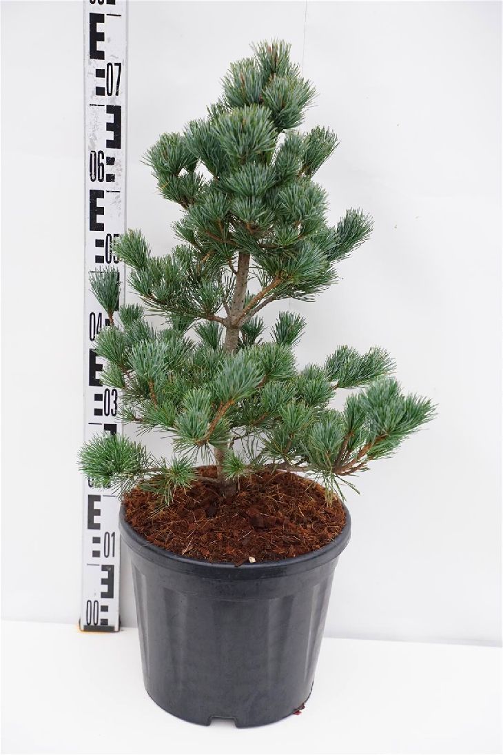 Pinus parviflora &