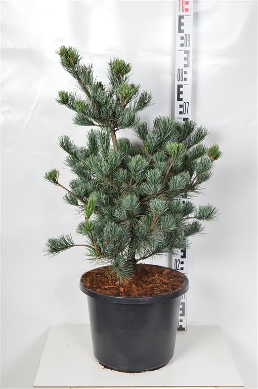 Pinus parv. &