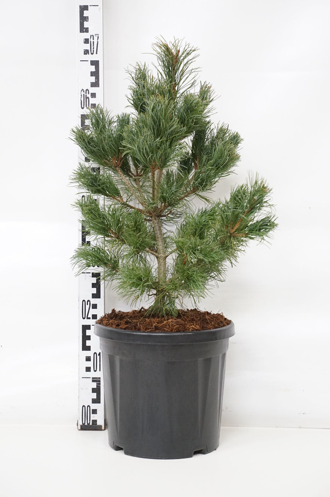 Pinus parv. &