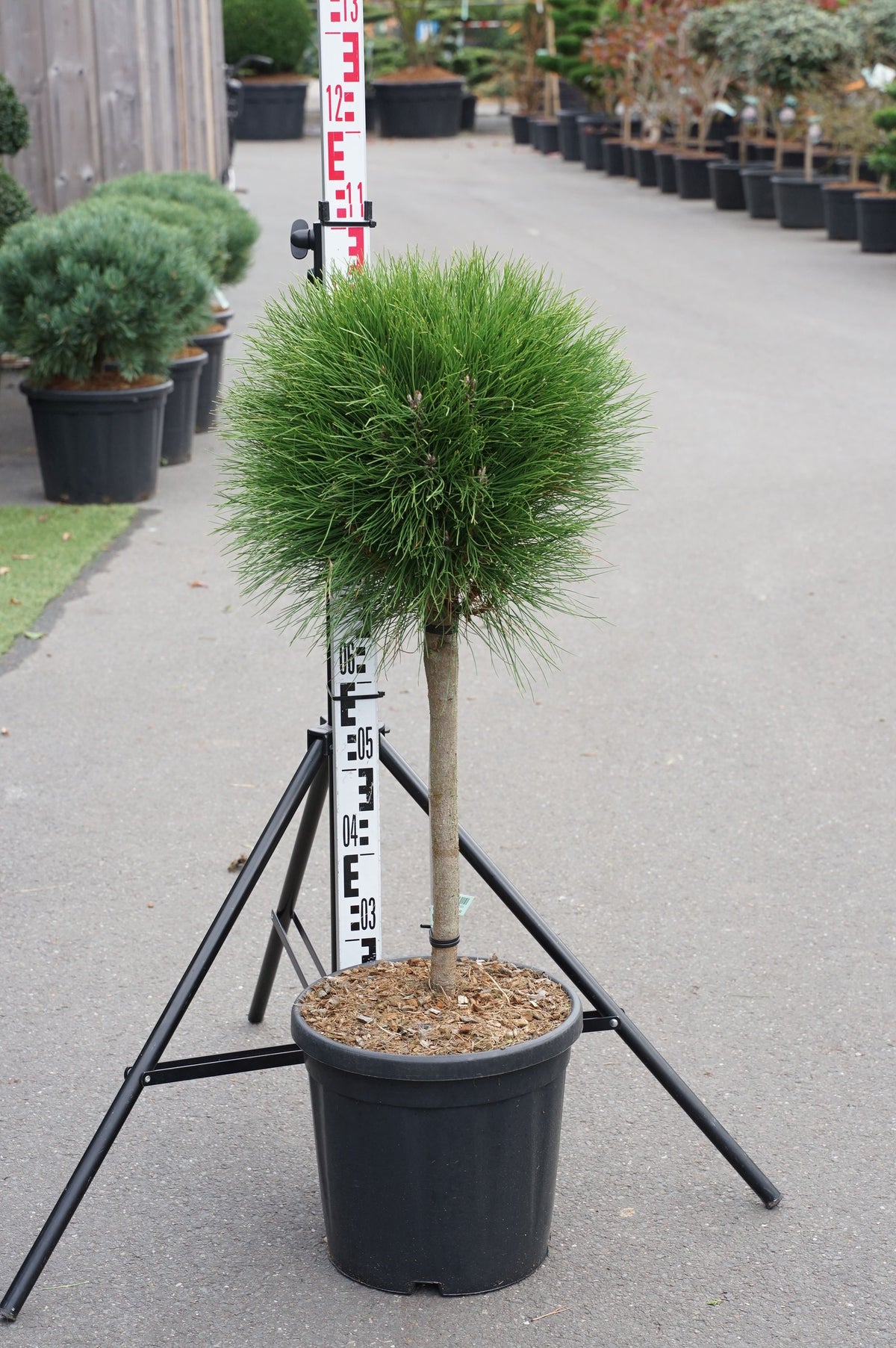 Pinus &