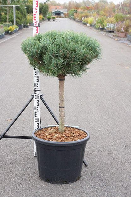 Pinus sylvestris &