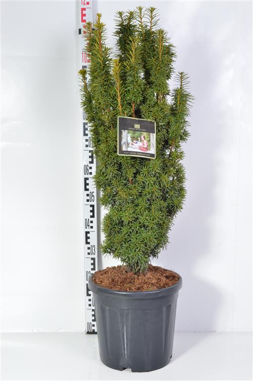 Taxus baccata &