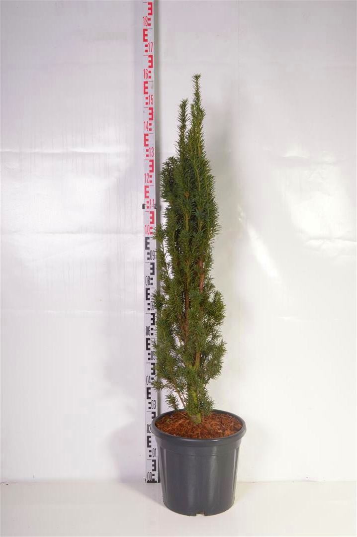 Taxus baccata &