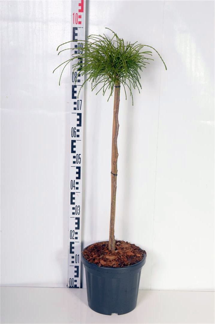 Thuja plicata &