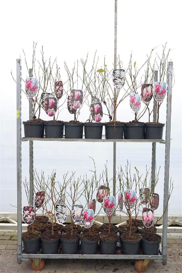 Magnolia i sorter C3 (3 liters kruka) 50-60 cm