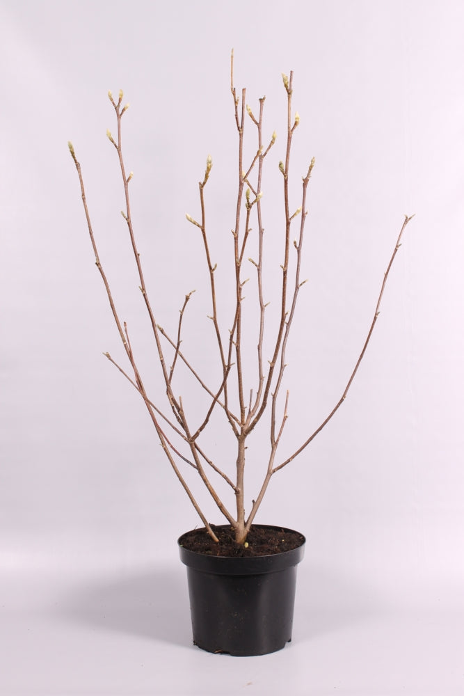 Magnolia soulangeana &