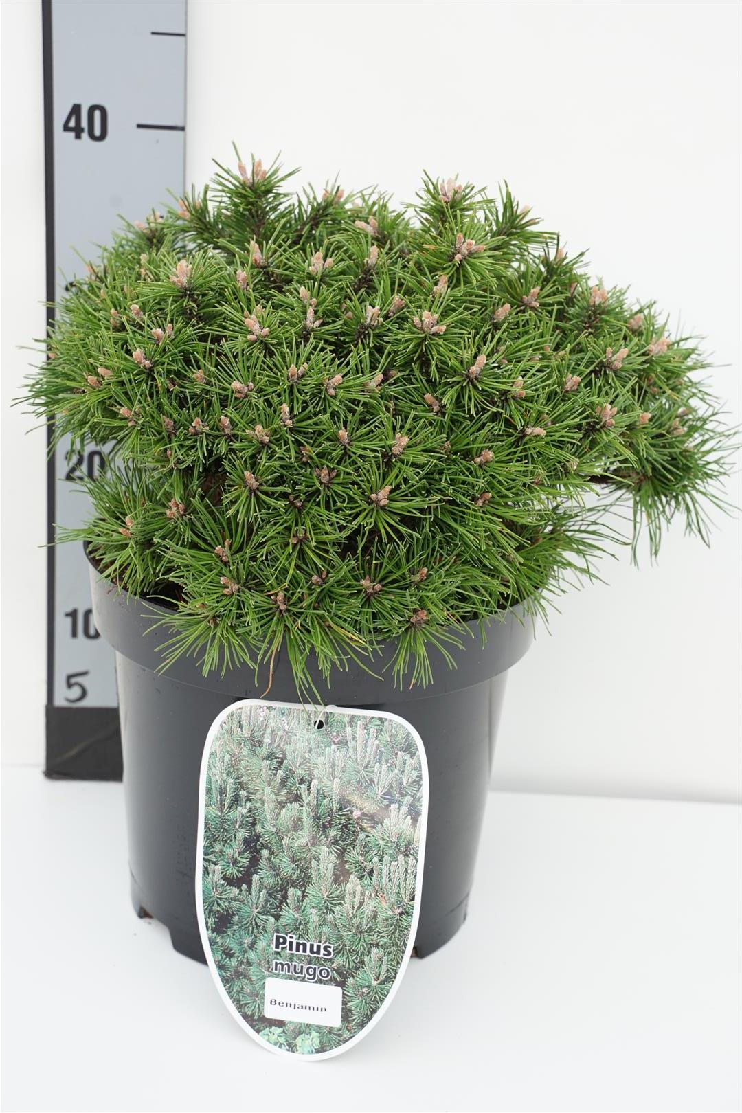 Pinus mugo &
