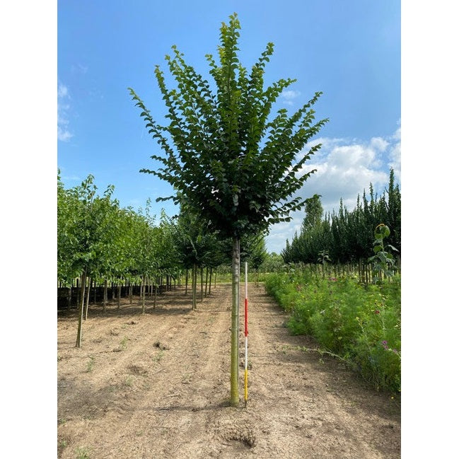 Alm - Ulmus &