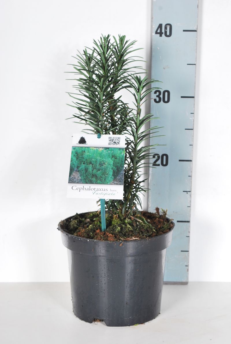 Cephalotaxus h. &