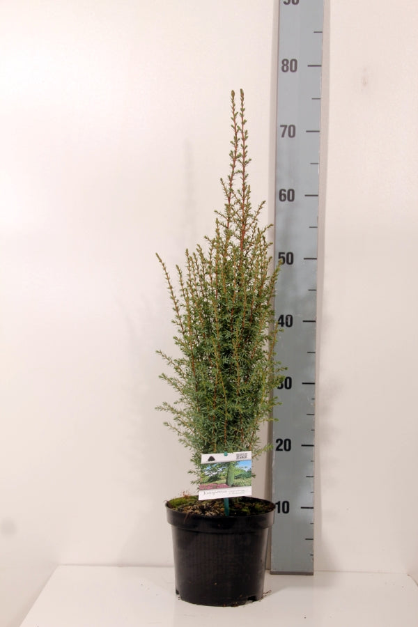 Juniperus communis &