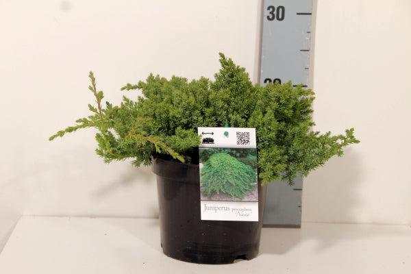 Juniperus proc. &